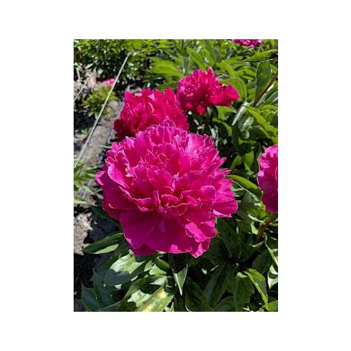 Paeonia Inspecteur Lavergne (2/3) - Bazsarózsa