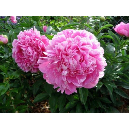 Paeonia Jacorma (2/3) - Bazsarózsa