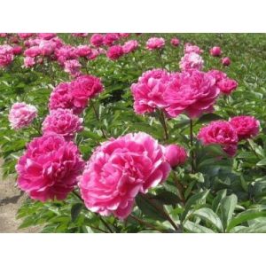 Paeonia Jadwiga (2/3) - Bazsarózsa