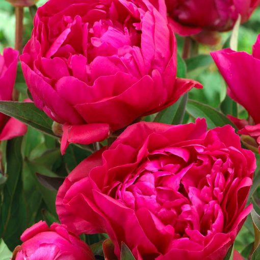 Paeonia Karl Rosenfield (2/3) - Bazsarózsa