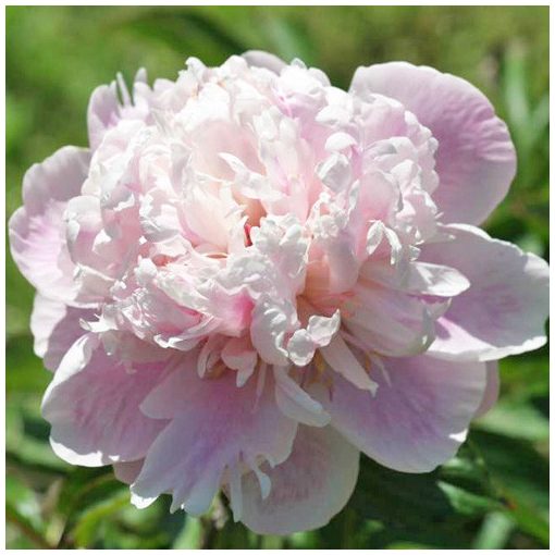 Paeonia Kelways Lovely (2/3) - Bazsarózsa