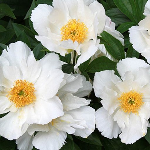 Paeonia Krinkled White (2/3) - Bazsarózsa