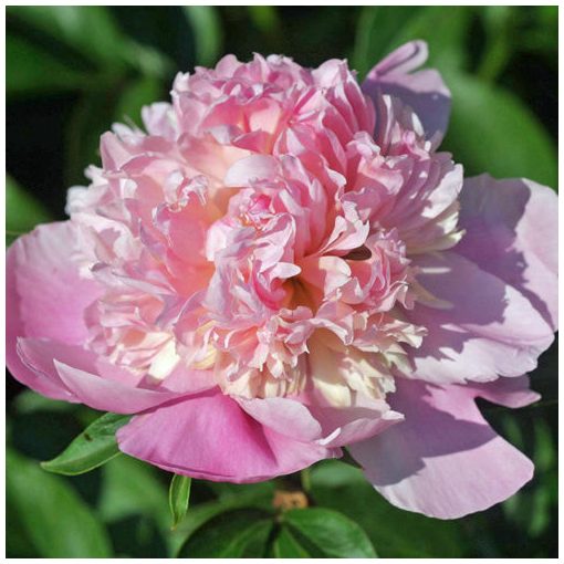 Paeonia Lady Anna - Bazsarózsa (2/3)