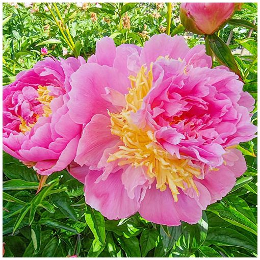 Paeonia Lavon