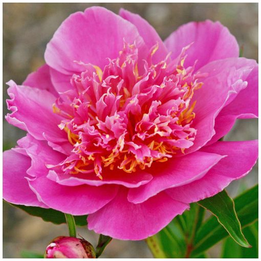 Paeonia Lilac Time - Bazsarózsa