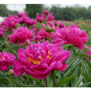 Paeonia Louis van Houtte (2/3) - Bazsarózsa