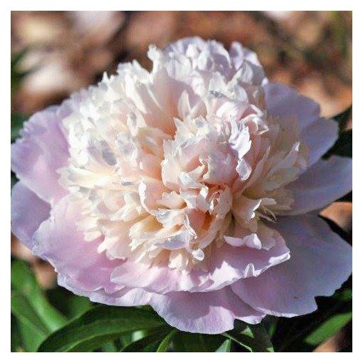 Paeonia Madame Calot