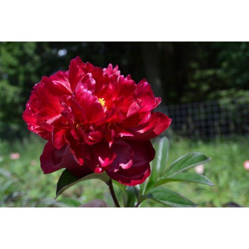 Paeonia Madame Gaudichau (2/3) - Bazsarózsa