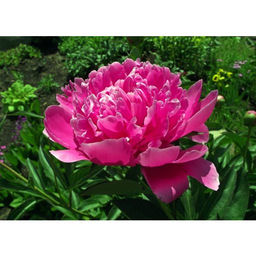 Paeonia Margaret Truman (2/3) - Bazsarózsa