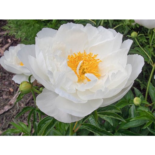 Paeonia Miss America (2/3) - Bazsarózsa