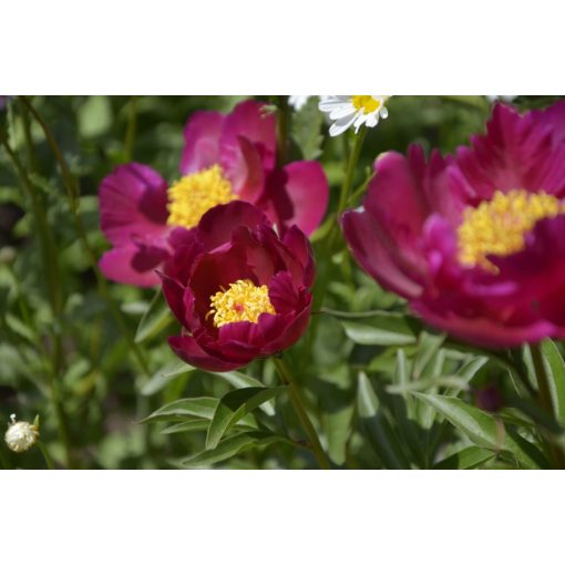 Paeonia Miss Mary