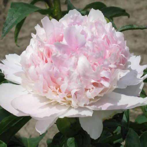 Paeonia Mister Ed (2/3) - Bazsarózsa