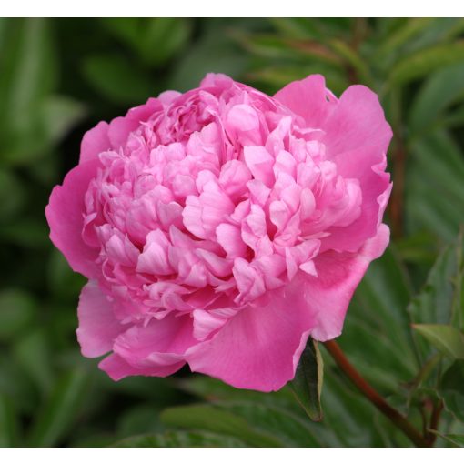 Paeonia Monsierus Jules Elie (2/3) - Bazsarózsa