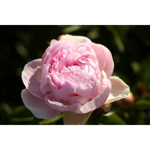 Paeonia Monsieur Charles Leveque