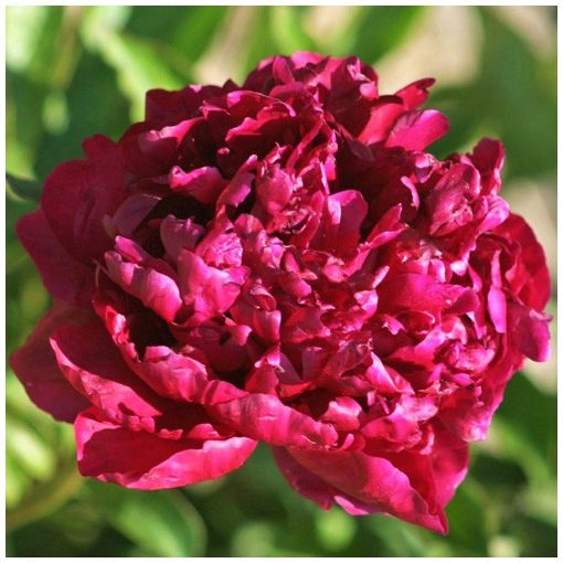 Paeonia Monsieur Martin Cahuzac