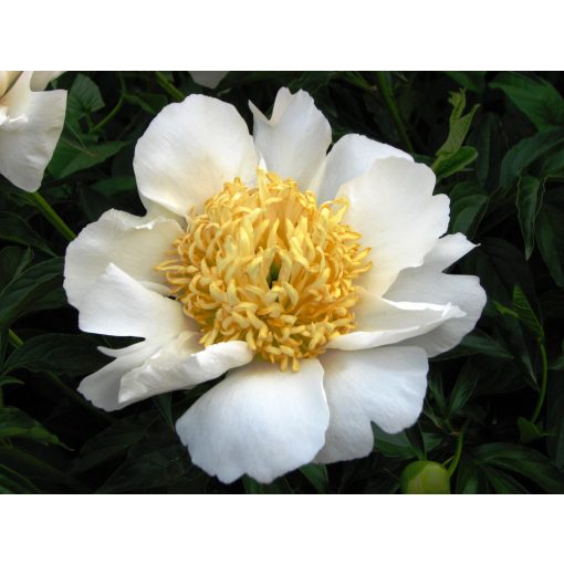 Paeonia Moon of Nippon (2/3) - Bazsarózsa