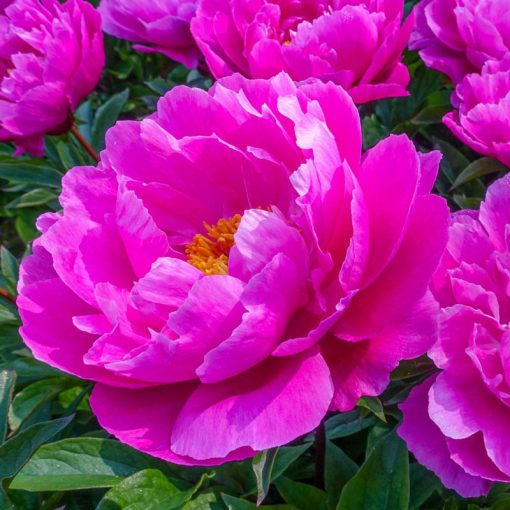 Paeonia Nice Gal - Bazsarózsa