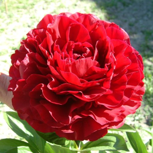 Paeonia Old Faithful (2/3) - Bazsarózsa