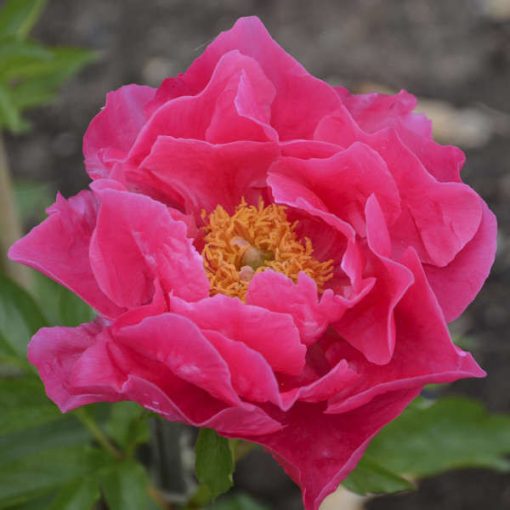 Paeonia Paula Fay (2/3) - Bazsarózsa