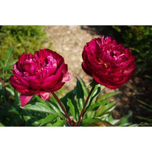 Paeonia Peter Brand (2/3) - Bazsarózsa