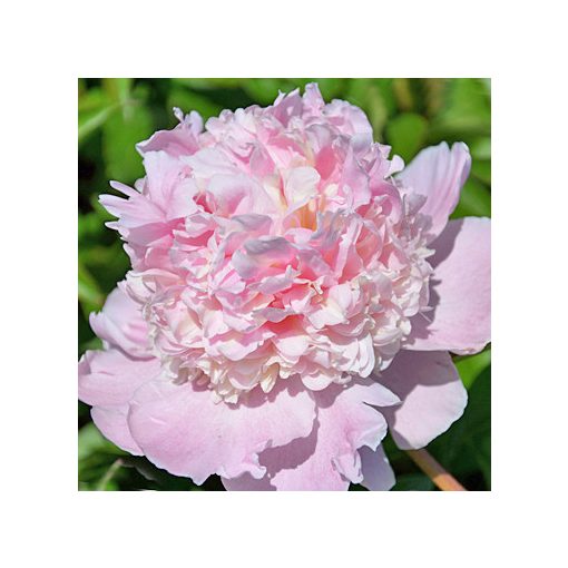 Paeonia Petticoat Flounce (2/3) - Bazsarózsa