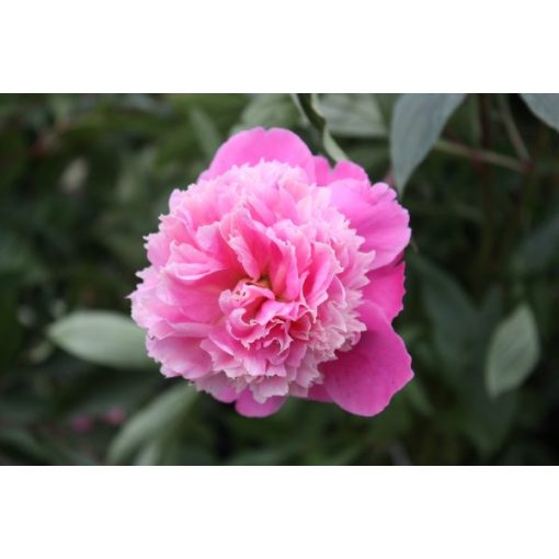 Paeonia Pink Cameo (2/3) - Bazsarózsa