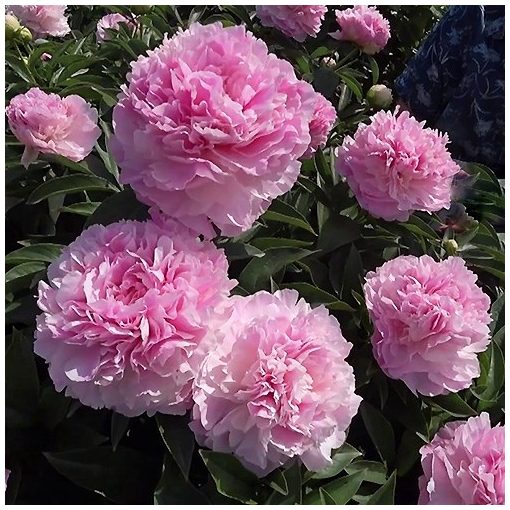 Paeonia Pink Giant (2/3) - Bazsarózsa