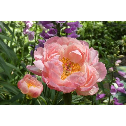 Paeonia Pink Hawaiian Coral (2/3) - Bazsarózsa