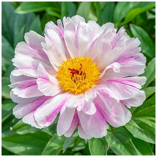 Paeonia Pink Luau - Bazsarózsa