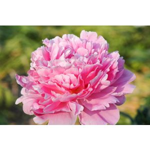 Paeonia Pink Parfait (2/3) - Bazsarózsa