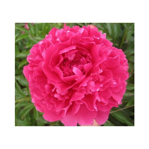 Paeonia Pink Supreme (2/3) - Bazsarózsa