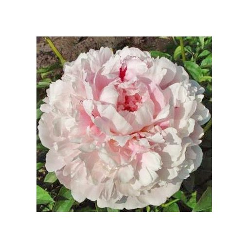 Paeonia President Taft