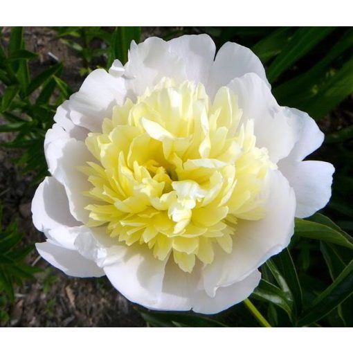 Paeonia Primavére (2/3) - Bazsarózsa