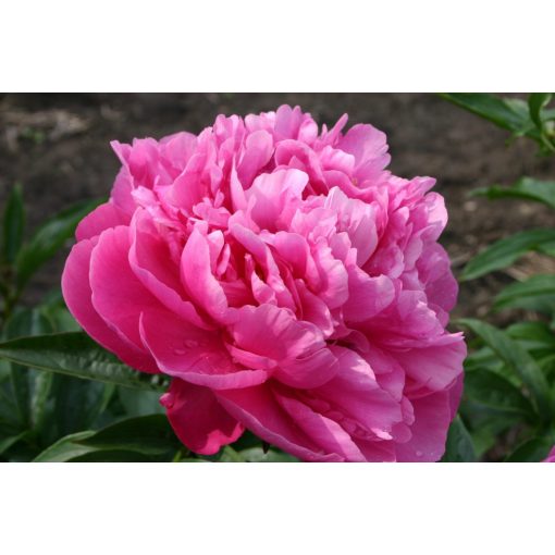 Paeonia Princess Margaret (2/3) - Bazsarózsa