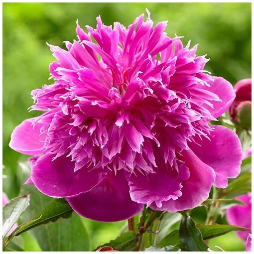 Paeonia Purple Spider (2/3) - Bazsarózsa