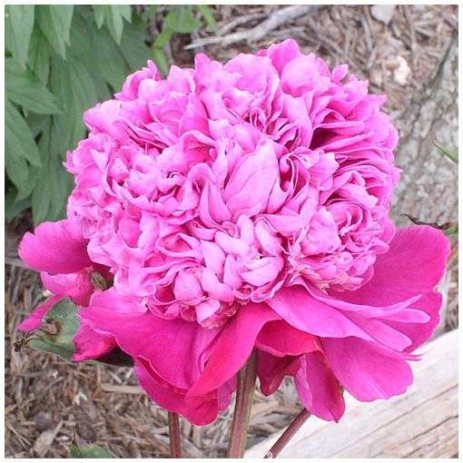 Paeonia Raspberry Ice (2/3) - Bazsarózsa