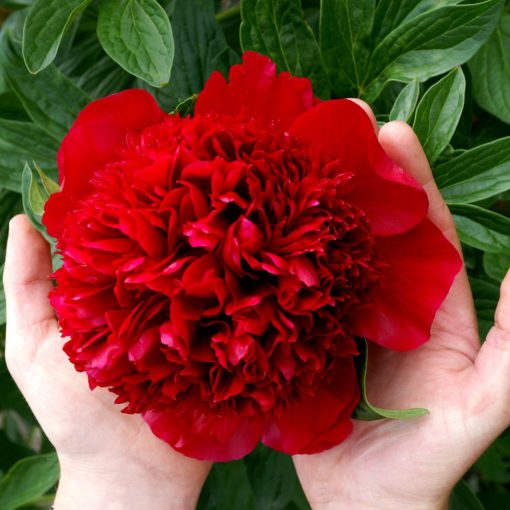 Paeonia Red Charm (2/3) - Bazsarózsa