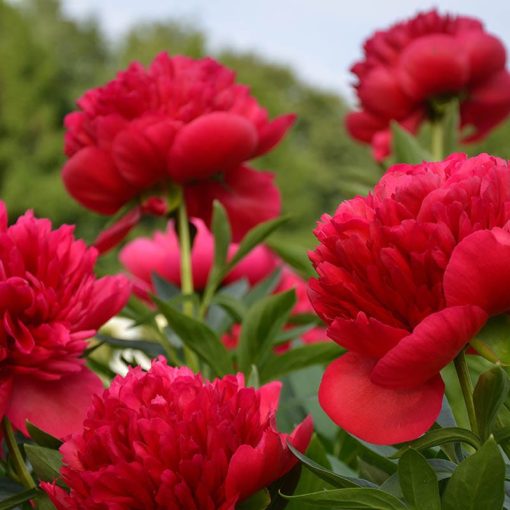 Paeonia Red Magic (2/3) - Bazsarózsa