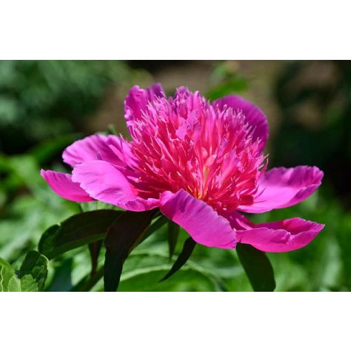 Paeonia Red Spider (2/3) - Bazsarózsa