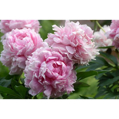 Paeonia Sarah Bernhardt (2/3) - Bazsarózsa