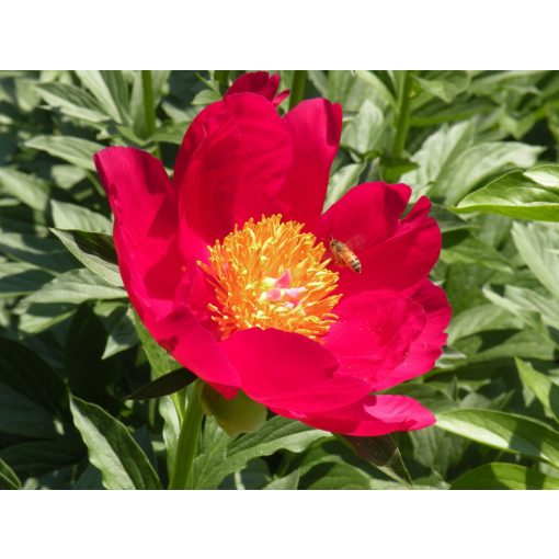 Paeonia Scarlet Ohara (2/3) - Bazsarózsa