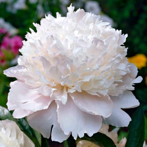 Paeonia Shirley Temple (2/3) - Bazsarózsa