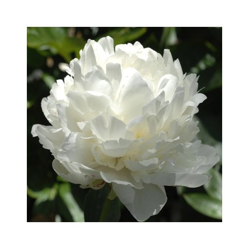 Paeonia Snow Supreme (2/3) - Bazsarózsa