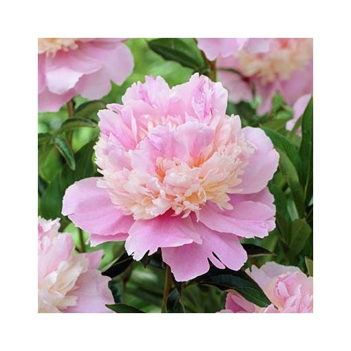 Paeonia Sorbet (2/3) - Bazsarózsa