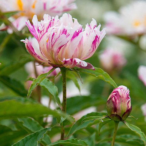 Paeonia Twitterpated