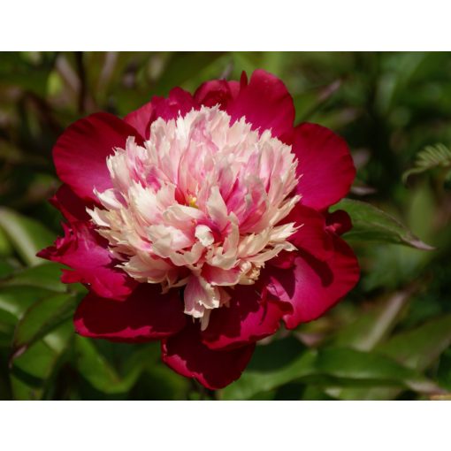 Paeonia White Cap (2/3) - Bazsarózsa