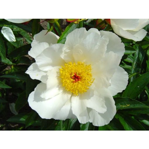 Paeonia White Wings (2/3) - Bazsarózsa