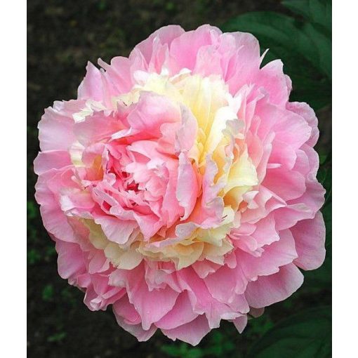 Paeonia Whopper (2/3) - Bazsarózsa