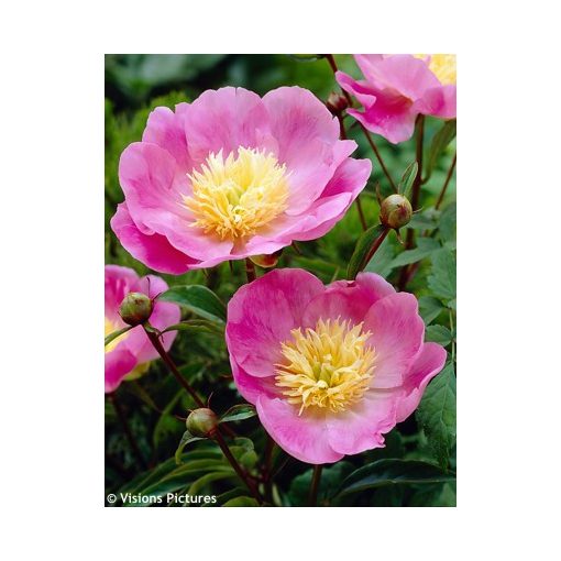 Paeonia Wladyslawa (syn. Bowl of Love) (2/3) - Bazsarózsa