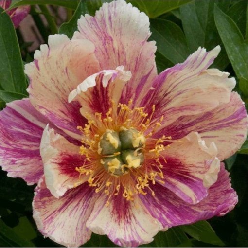 Paeonia itoh Anderson Kaleidoscope - Félfás bazsarózsa (2/3)